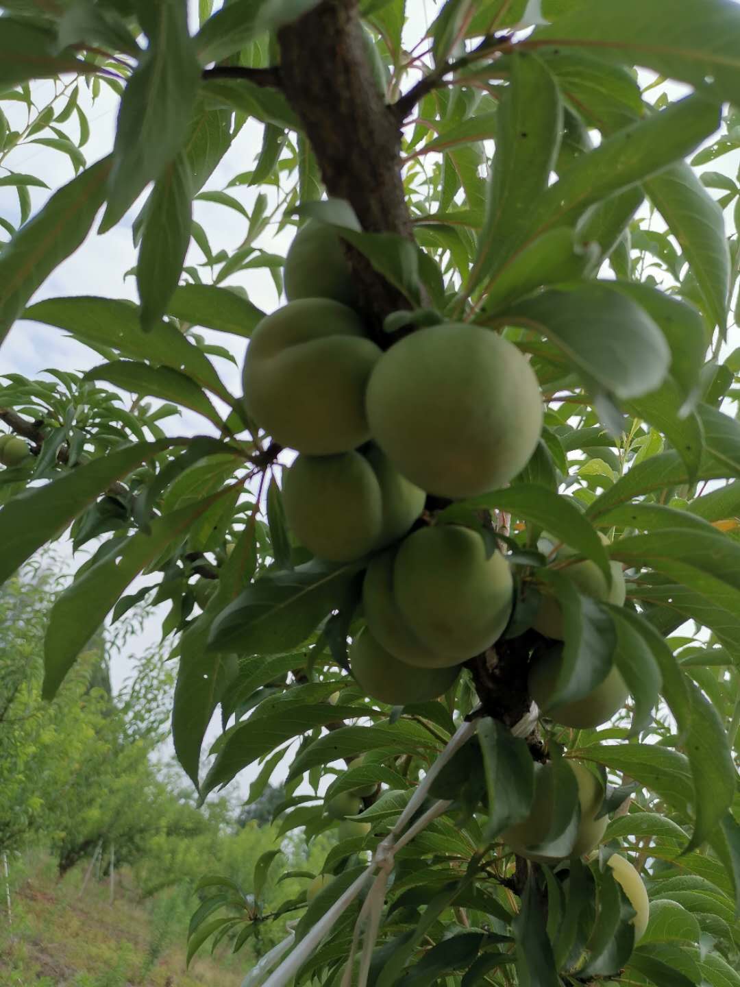 蜂糖李樹苗,湖南婁底蜂糖李樹苗,廠家培育李子苗