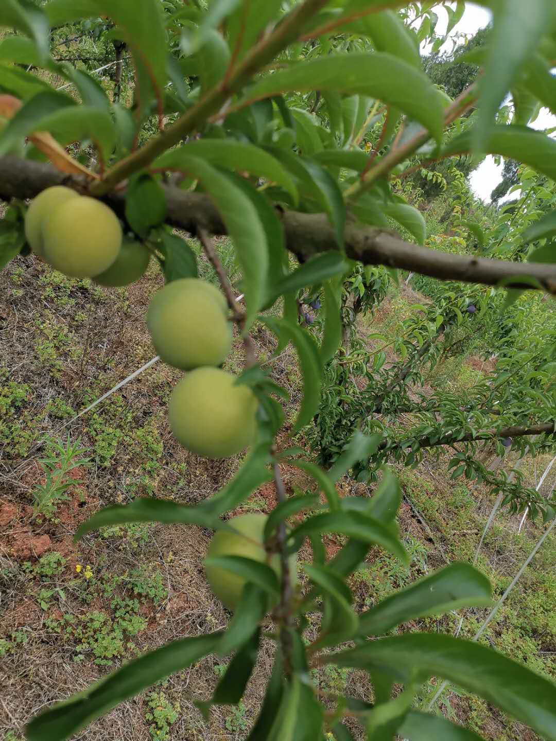 蜂糖李苗,福建寧德蜂糖李苗批發,廠家培育李子苗