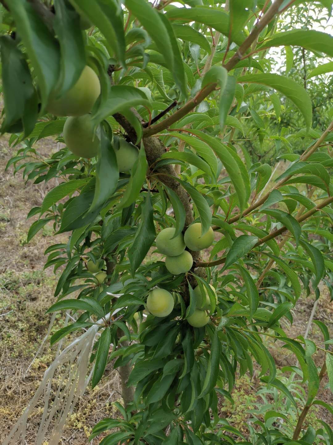 蜂糖李樹苗,廣西河池蜂糖李樹苗批發,李子樹苗根系發達