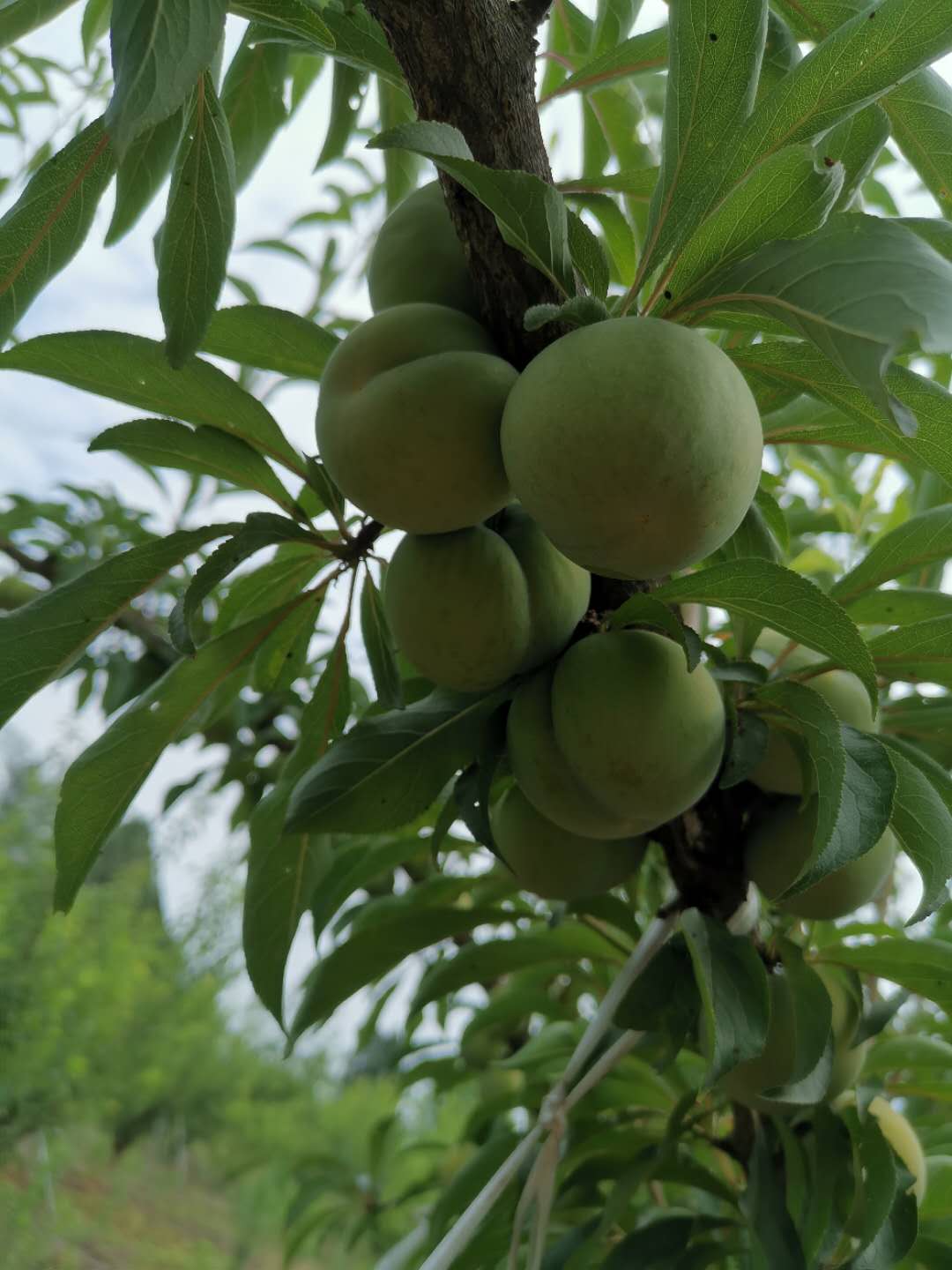 蜂糖李果苗,江西贛州蜂糖李果苗出售,李子苗現場起苗