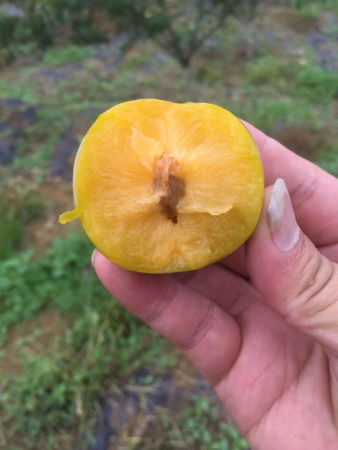 蜂糖李苗,湖南邵陽蜂糖李苗基地,李子樹苗根系發達