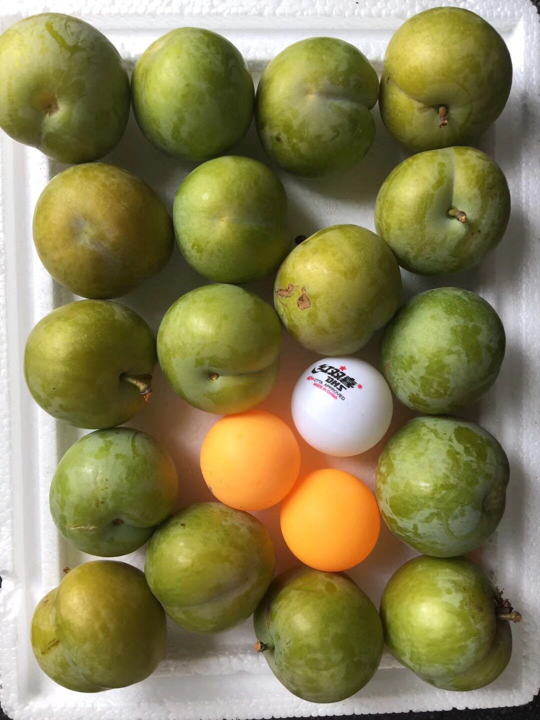 蜂糖李樹苗,湖南婁底蜂糖李樹苗批發,李子樹苗根系發達