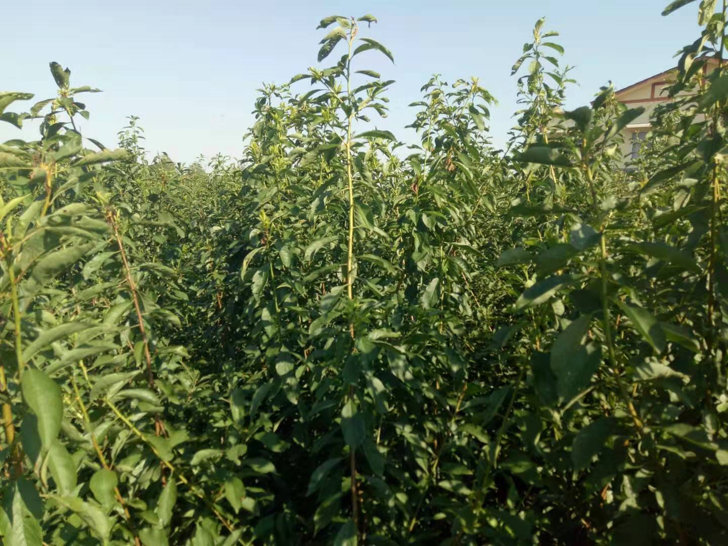 蜂糖李樹苗,湖南婁底蜂糖李樹苗批發,李子樹苗根系發達
