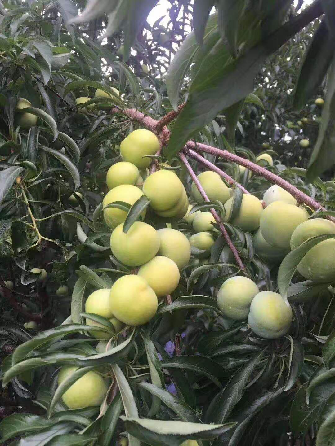 蜂糖李苗,廣西崇左蜂糖李苗,脆甜品種李子苗