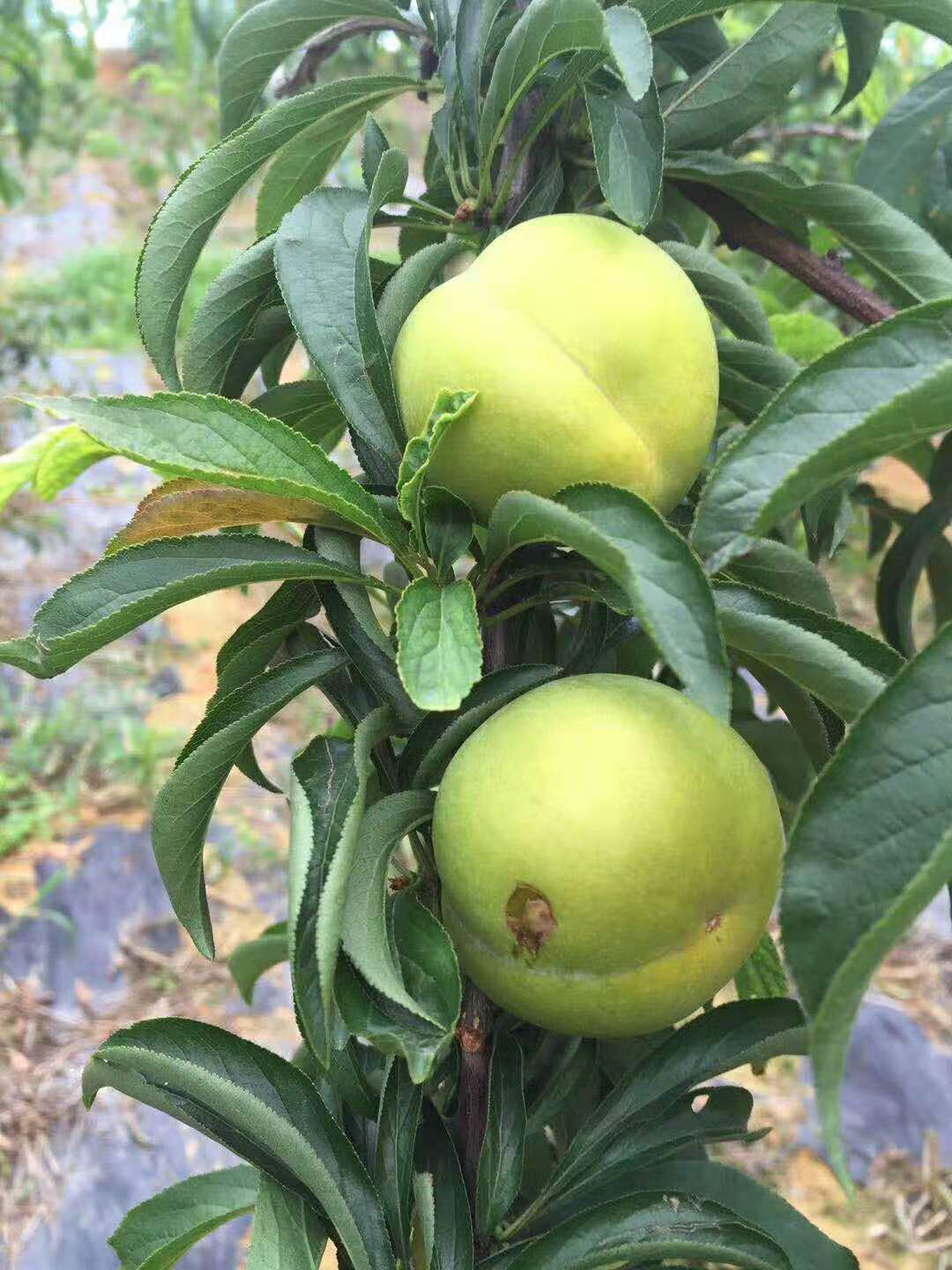蜂糖李苗,湖南岳陽蜂糖李苗出售,李子樹苗高產管理