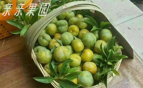 蜂糖李果苗,湖南益陽蜂糖李果苗價格,廠家培育李子