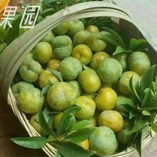 蜂糖李苗,福建三明蜂糖李苗批发,量产早的李子树苗图片