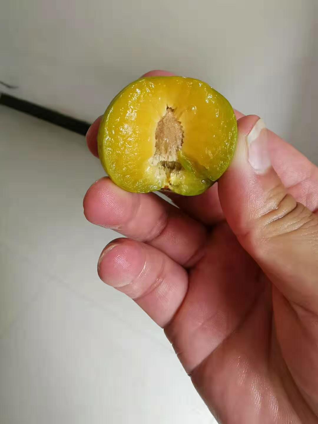 蜂糖李苗,湖南醴陵蜂糖李苗,李子苗種植要求