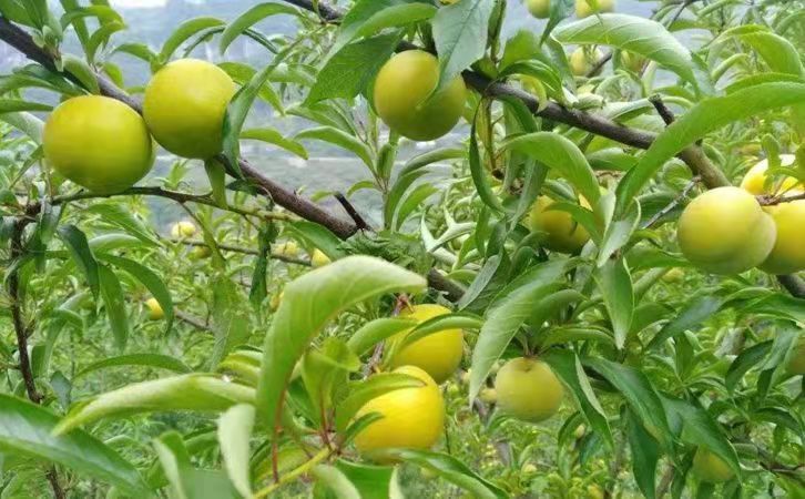 蜂糖李苗,湖南岳陽蜂糖李苗出售,李子苗豐產措施