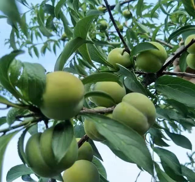 蜂糖李果苗,浙江麗水蜂糖李果苗批發,李子樹苗根系發達