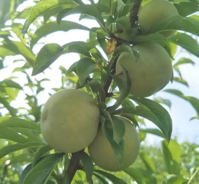 蜂糖李子苗,福建漳州蜂糖李子苗基地,李子苗現場起苗