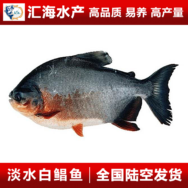 以新质生产力推动海洋经济高质量发展