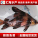 广州汇海水产大量批发胭脂鱼苗一帆风顺鱼苗大口胭脂鱼苗亚洲美人鱼