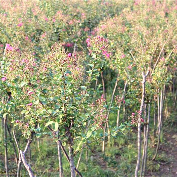 湖北紫薇批发现货供应痒痒树、紫金花