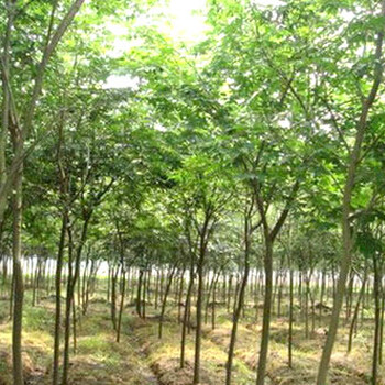 江西樸樹(shù)種植方法質(zhì)量?jī)?yōu)良