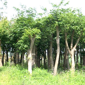 四川朴树种植基地质量优良