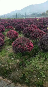 湖南紅花繼木批發(fā)紅繼木、紅梽木