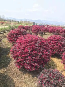 湖南红花继木种苗红继木、红梽木现货供应