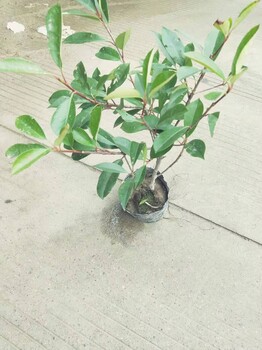 福建紅葉石楠球批發(fā)紅葉石楠