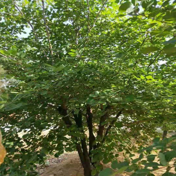 貴州供應(yīng)黃櫨苗種苗銷售