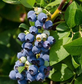 海彬园艺场蓝莓苗木,珠海蓝莓苗价格