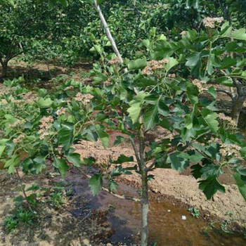 广西供应山楂苗种植技术