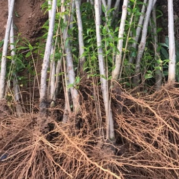 陜西供應(yīng)石榴苗基地批發(fā)