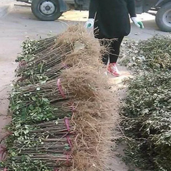 湖北无刺花椒苗种植方法