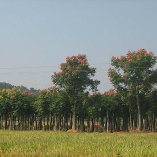 拂晓苗栾树木栾、栾华基地批发