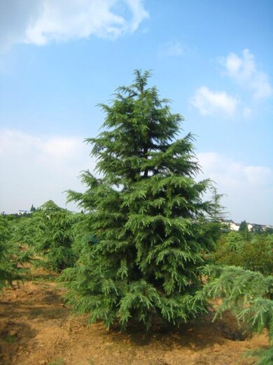 南京雪松苗木价格种植基地