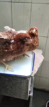 冬季蛋鸡养殖鸡群感冒的症状和预防