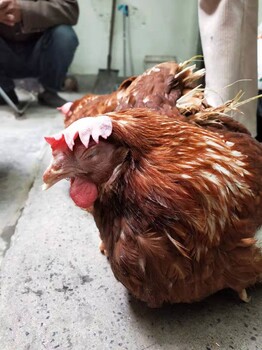 秋冬季蛋鸡养殖鸡舍通风不好带来的危害
