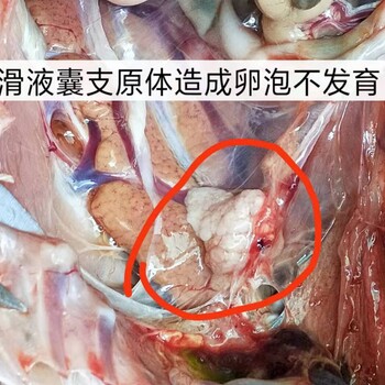 2019人气高的鸡病：鸡传染性滑液囊支原体