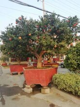 河北石榴种植质量优良石榴树苗图片
