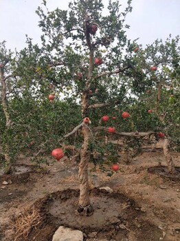 棗莊石榴種植價(jià)格質(zhì)量優(yōu)良石榴樹苗