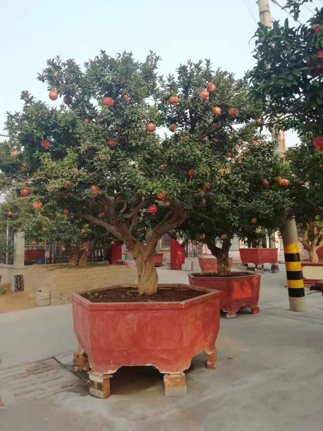 吉林石榴盆景石榴树苗质量优良