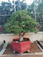陕西石榴种植基地石榴树苗质量优良图片