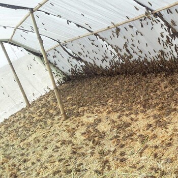 厂家蝗虫蚂蚱养殖网透气性好密度大
