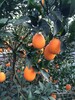 廠家專業生產抗氧化耐酸堿臍橙防蟲網果木防蟲網預防黃龍病