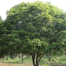 贵阳桂花树批发价格种植基地