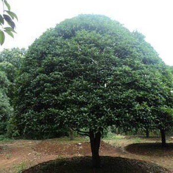 桂林桂花树基地