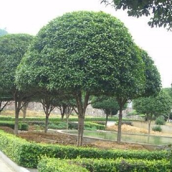 昆明桂花树哪里有卖种植基地