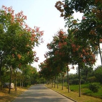 柳州供應(yīng)欒樹種植基地