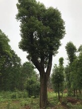 南宁香樟树基地供应种植基地