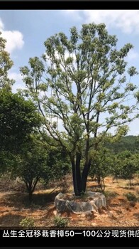 云南香樟树批发价格种植基地