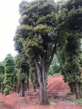 苏州香樟树批发种植基地
