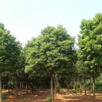 贵州香樟树基地批发种植基地