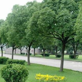 桂林香樟树批发价格种植基地