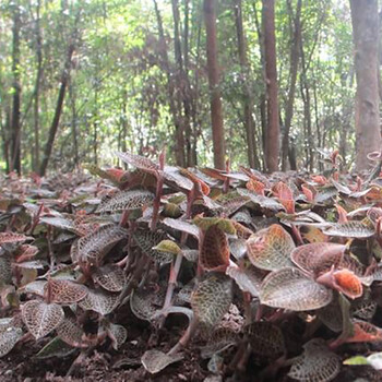 湖北鑫希望生态农业金线莲种植吸引投资者目光