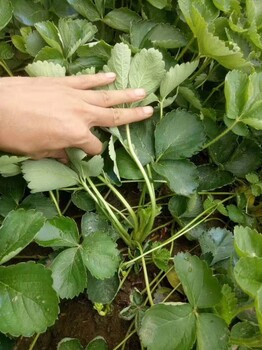 河南從事草莓苗報價洋莓種植基地
